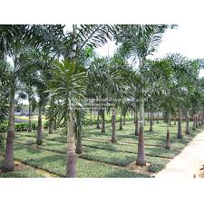 Image result for Wodyetia bifurcata