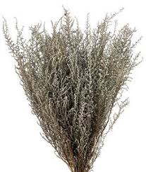 Image result for Stoebe