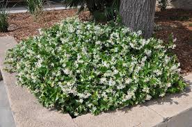 Image result for Trachelospermum