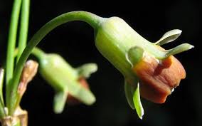 Image result for Tulbaghia alliacea