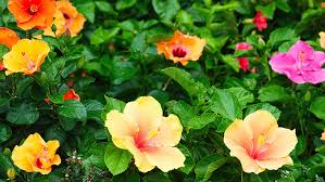 Check out the different types of hibiscus and their benefits and uses around the world. How To Grow Hibiscus Yates