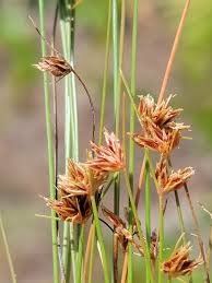 Image result for Bulbostylis megastachys