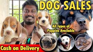 We provide excellent boarding facilities for both dogs and cats in purpose built accommodation, surrounded by green fields and reservoirs which offers a visitors to our kennels are always welcome on an appointment basis. Dogs For Sales All Puppies Available Cash On Delivery Dog Kennels In Chennai Video Shop Youtube