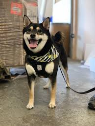 Black And Tan Shiba Inu Mix Just Another Adorable Black Amp Tan To Add To The Collection Meet Mochi Shibainu We 3 Shiba Inus In 2020 Cute Puppies Shiba Inu Japanese Dogs