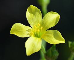 Image result for Limeum sulcatum