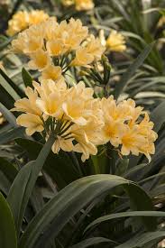 Image result for Clivia miniata