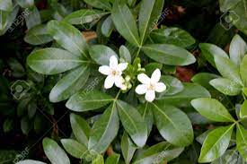 Its average texture blends into the landscape, but can be balanced by one or two finer or coarser trees or shrubs for an effective composition. Choisya Ternata Mexican Orange Mock Orange Aromatic Evergreen Stock Photo Picture And Royalty Free Image Image 88474625