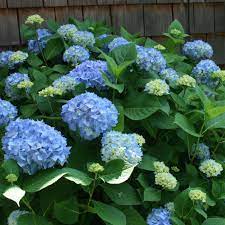 Pin On For The Garden And Yard