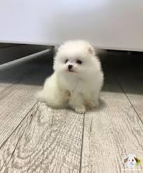 Pomeranian Boo Pomeranian Boo Kopek Kopekseverler Kopeksahiplendirme Kopekyavrusu Evcilhayvan Evcilhayvanurunleri Satilikkopekle Evcil Hayvanlar Kopek