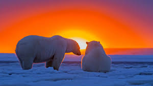 Polar Bear Wallpapers Hd Resolution Polar Bear Polar Bear Wallpaper Polar