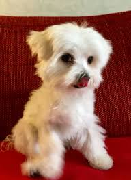 Short Haircut Maltese