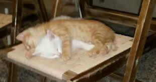 kardesim kedi