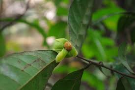 Image result for Uvaria acuminata