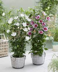 As the name suggests, hibiscus syriacus 'white pillar' has a slender, columnar habit that makes this hardy shrub particularly useful for smaller gardens, narrow borders or patio containers. Hibiscus Syriacus White Pillar Gandini Van Aart Concept Plants
