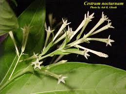 Image result for Cestrum nocturnum