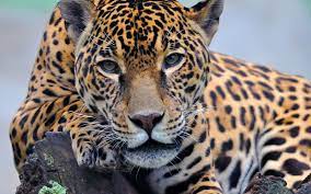 Passionate photographers have captured the most gorgeous animals in the world in their natural habitats and shared them with unsplash. Free Download Jaguares Tigres Fondos De Pantalla Hd Wallpapers Hd 1600x1000 For Your Desktop Mobile Tablet Explore 93 Jaguares Wallpapers Jaguar Wallpaper Jaguares Wallpapers Jaguar Animal Wallpaper