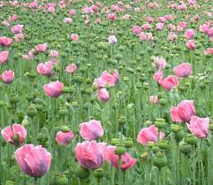 In un tegamino fate fondere una noce di la mia cucina è semplice, con ingredienti freschi e di stagione. Papavero Da Oppio Oppio Eroina Morfina