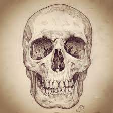 How to draw a skull on expertvillage.com. Pin By Tony Ha On Art Human Skull Drawing Skull Drawing Skull