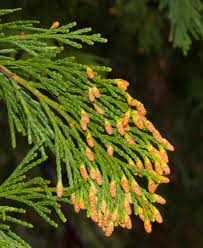 The cedar tree is among the most common tree species. Calocedrus Decurrens Incense Cedar Description