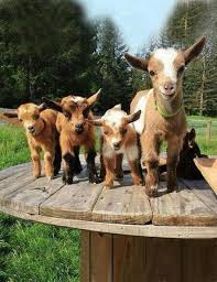 Bu Aile Fotografi Ne Kadar Sirin Kucuk Sevimli Yavrular Small Cute Puppies Hashtags Sevimli Hayvan Yavrulari Hayvanlar Komik Hayvan