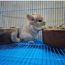 Cute chinchilla