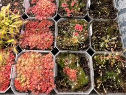 Image result for Drosera dielsiana