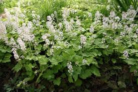 Bodendecker Gegen Unkraut Bodendecker Bodendecker Gegen Unkraut Bodendeckerrosen