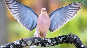 Most modern day calendars divide the year in 4 seasons: Despite Pushback Michigan Hunters Take Aim At Cranes Mourning Doves