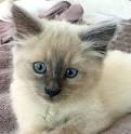 Ragdoll – Specialty Purebred Cat Rescue