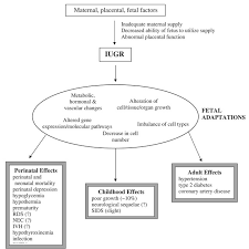 Pathophysiology Of Intrauterine Growth Restriction Iugr