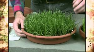 Most varieties of indoor grass need quite a bit of light and do best if they're sat on a windowsill or in indoor grass care. Indoor Grass Youtube