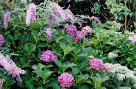 Butterfly Bush And Hydrangea Combo Outdoor Gardens Landscaping Plants Garden Planning