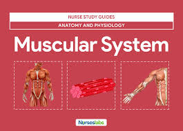 Resting is essential to the full development of your muscles; Muscular System Anatomy And Physiology Nurseslabs