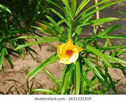 Image result for Cascabela