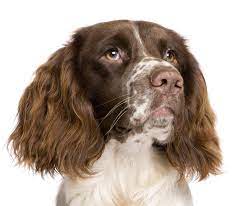Care and love towards domestic pets. Springer Spaniel English Hunde Rassen Information Omlet