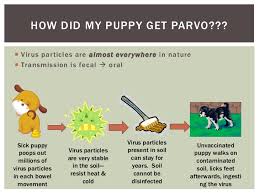 Since parvo is common in young puppies, you. My Puppy Has Parvo Now What