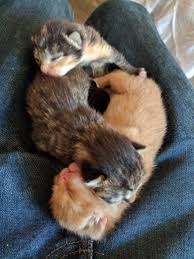 These 5 Day Old Kittens Https Ift Tt 2wtxf9y Kittens Cat Day Animals