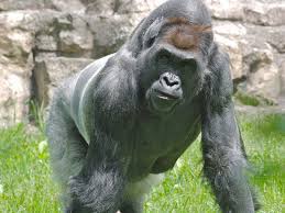 Maybe you would like to learn more about one of these? How Strong Are Gorillas Questions Naked Scientists