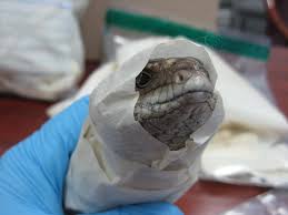 Caging, supplies & services for sale/wanted. Cold Blooded Treasures The Illegal Traffic In Australian Reptiles The Citizen