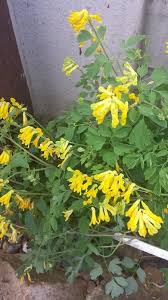 Garden Answers Plant Identification Dry Shade Plants Plants Shade Plants