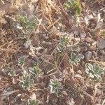 Image result for Euploca ovalifolia