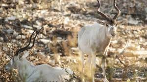 10 Endangered Species Thriving At A For Profit Exotic Game Ranch In The Texas Hill Country San Antonio Business Journal