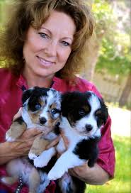 Our selected available puppies for sale. About Rocky Top Kennels Mini Aussie Shepherd Breeder