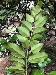 Image result for Drypetes gerrardii