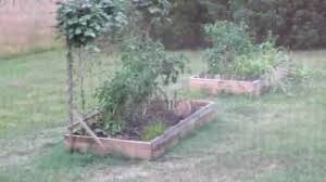 We did not find results for: Groundhog In The Garden Ground Hog Eating The Vegetable Garden Youtube