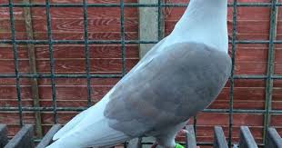 Pin By Miki Miki On Palomas Racing Pigeons Pigeon Homing Pigeons