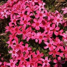 Continue to 5 of 12 below. The 15 Best Flowering Ground Covers For Yard Gardener S Path