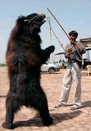 We did not find results for: The Dancing Bears Of India Moving Toward Freedom Saving Earth Encyclopedia Britannica