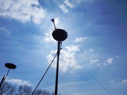 Maybe you would like to learn more about one of these? He Wat Doe Jij In Mijn Nest Houtens Nieuws Nieuws Uit De Regio Houten