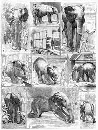Jumbo Simple English Wikipedia The Free Encyclopedia